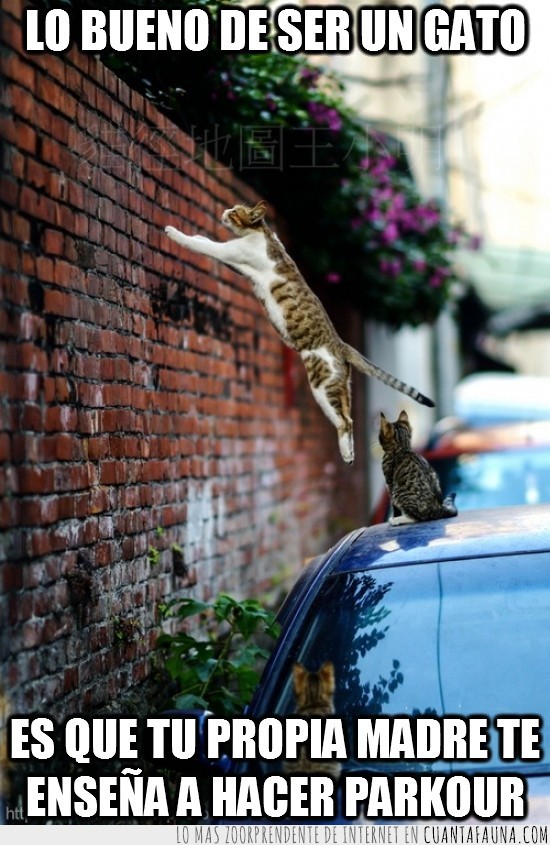 enseñar,madre,salto,hijos,gata,parkour